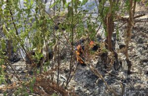 Пожарникарите гаснеа три пожари на отворено, информира ЦУК