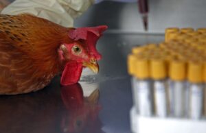 Потврден нов случај на птичји грип во скопско Злокуќани, на сила и решение за заштитни мерки за болеста син јазик, објави АХВ