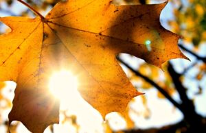 Ни претстои уште една сончева октомвриска седмица