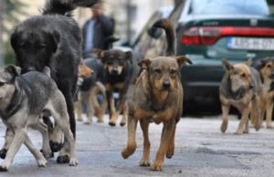 Кучиња скитници искасаа жители на Скопје
