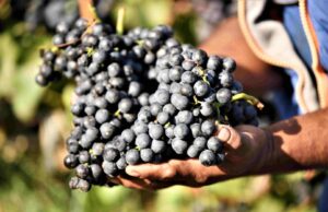 Обрале 300 килограми грозје од туѓо лозје: кривична за три лица од Кавадарци