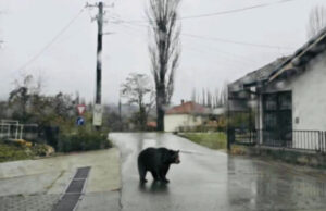 Мечка сред бел ден се шета во селото Петралица, општина Ранковце