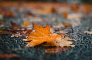 Претежно облачно со повремен дожд