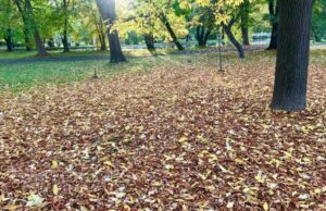 Денес студено утро, преку ден сончево со мала облачност