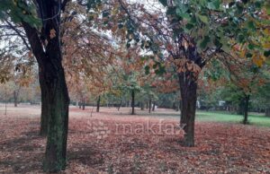 Наутро услови за појава на магла, преку денот сончево