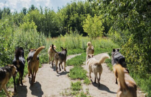 Кучиња скитници искасале жители на Скопје и Велес