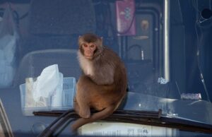 Мајмуни избегале од лабораторија во САД; Упатство до граѓаните: Заклучете ги домовите