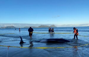 Повеќе од 30 китови се насукаа на брегот во Нов Зеланд, повеќето беа спасени