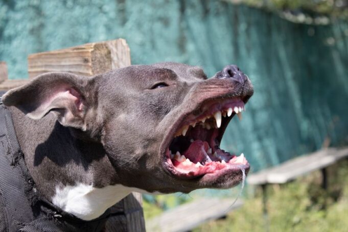 pitbul-830x0-1