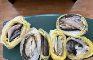 На Ќафасан откриени 21 килограм пастрмка скриени во автомобил