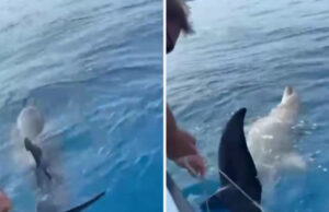 Делфин спасен од рибарска мрежа во близина на Крк: „Мислевме дека умрел од исцрпеност“