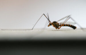 Комарците шират болести, а бројот на заразени лица се зголемува во Европа