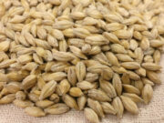 Јачмен за борба против холестеролот