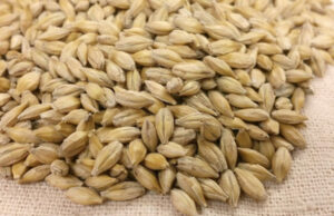 Јачмен за борба против холестеролот