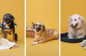 „Дали си ти мојот дом?“ – Нова кампања за вдомување на заборавените кучиња од „Лајка“