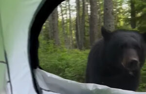 (Видео) Турист лице в лице со мечка пред шаторот