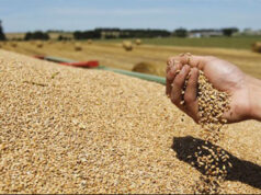 Трипуновски: Над 280.000 тони домашна пченица ќе се откупат за стоковните резерви