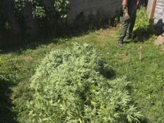Кривична пријава против двајца скопјани, одгледувале канабис во нивните дворови