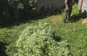 Кривична пријава против двајца скопјани, одгледувале канабис во нивните дворови