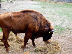 17 години стар европски бизон угина во Зоолошката градина Скопје