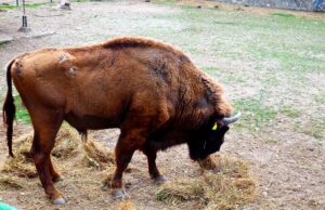 17 години стар европски бизон угина во Зоолошката градина Скопје