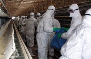 Птичји грип потврден во Полска