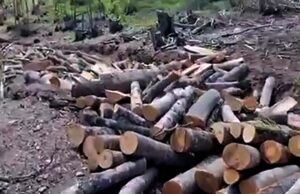 Кривична пријава против шест вработени во ЈП „Национални Шуми“: со несовесно работење нанеле штета на буџетот на претпријатието од над 170.000 евра