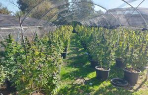 Засадиле 100 семки канабис на нива во Пчиња, ОЈО отвори истрага