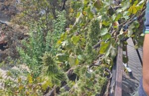 Под стреата во куќа одгледувал канабис, полицијата го приведе