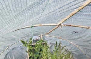 (Фото) Претрес во скопско, пронајдени стебла канабис, приведено едно лице