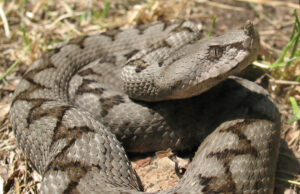 Поскок касна девојче на Јадранот: седела со родителите на плажа кога се слушнал врисок