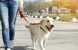 Општина Центар: Дератизацијата не е опасност за кучињата и мачките, да не се шират дезинформации