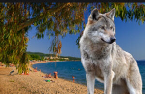 Волк нападнал 5-годишно дете од Србија на плажа во Грција: „Не’ бркаше на плажата и во дворот“, сведочи мајката