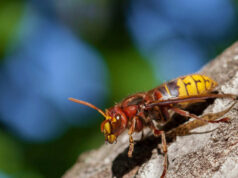 Трагедија во Хрватска: маж почина од убоди на стршлени додека сечел дрва за огрев
