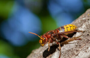 Трагедија во Хрватска: маж почина од убоди на стршлени додека сечел дрва за огрев