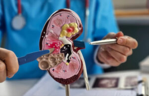 Научниците создадоа „универзален бубрег“: секој пациент ќе може да го прифати