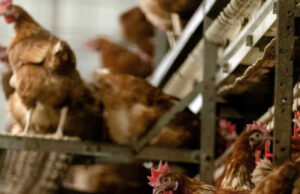 Франција прогласи високо ниво на тревога за птичји грип