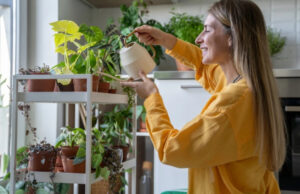 (Фото) Среќна билка која успева само кај добри луѓе и привлекува пари како магнет