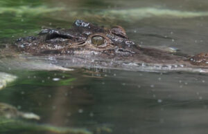 14-годишно момче нападнато од крокодил додека ловело риба во Австралија