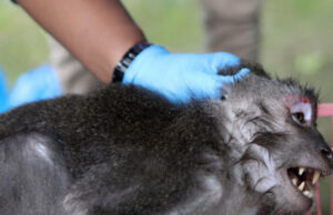 Мајмуни заразени со хепатитис Ц и Ковид избегаа по сообраќајна несреќа: американските власти започнаа истрага