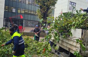 (Фото) Општина Центар: Се отстрануваат паднатите дрвја кај училиштето „Киро Глигоров“