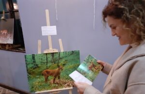 Ресенскиот Сарај блесна во ликот на балканскиот рис