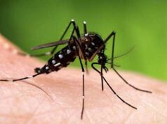 Првпат во историјата откриени комарци во Исланд