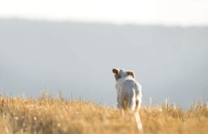 Молк по масакрот во Кичево кадешто беа убиени над 40 кучиња, активистите бараат истрага и одговори од градоначалникот Дехари
