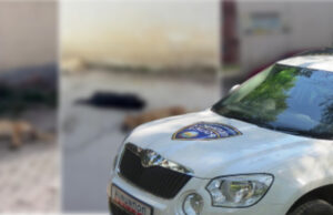 Масакрот на кучиња во Кичево не бил пријавен во МВР, полицијата постапува по допрен глас