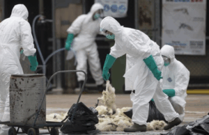 Птичји грип се шири бргу во Германија