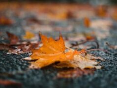 И денес врнежи од дожд