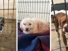 „Лајка“: Се зголемува бројот на напуштени кучиња со активен микрочип