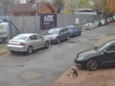 Докторот од Македонија, кој прегази куче во Софија, обвинет за сурово однесување кон животно