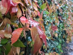 Претежно облачно со повремени врнежи од дожд, пообилни попладне